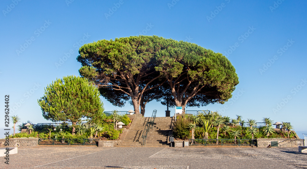 Baum Himmel Madeira Aussichtspunkt Pico dos Barcelos Baum Himmel Madeira Aussichtspunkt Pico dos Barcelos
