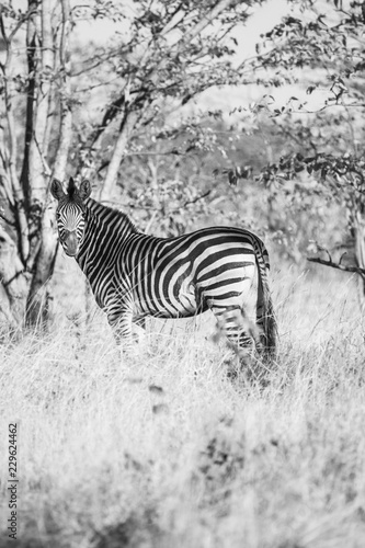 zebra in african bush 