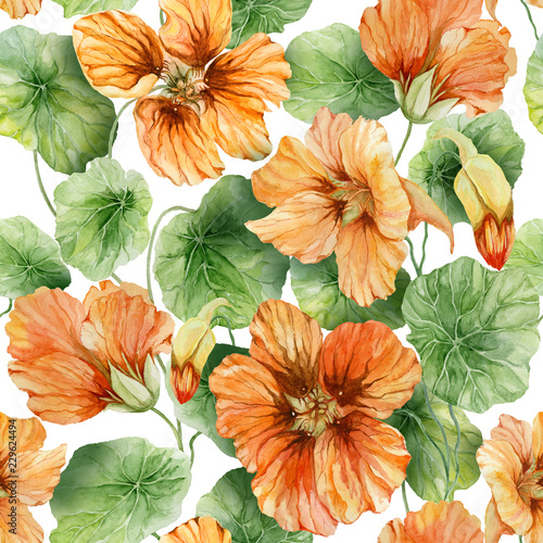 Beautiful orange nasturtium flowers (nose-twister) with leaves on white background. Seamless floral pattern.  Watercolor painting. Hand painted botanical illustration. photo