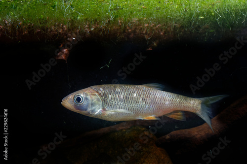 The european chub (Squalius cephalus) in the water under green water plants. Brown fish in the water