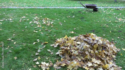 Pile of dry leaves and empty wheelbarrow cart on autumn garden lawn. 4K photo