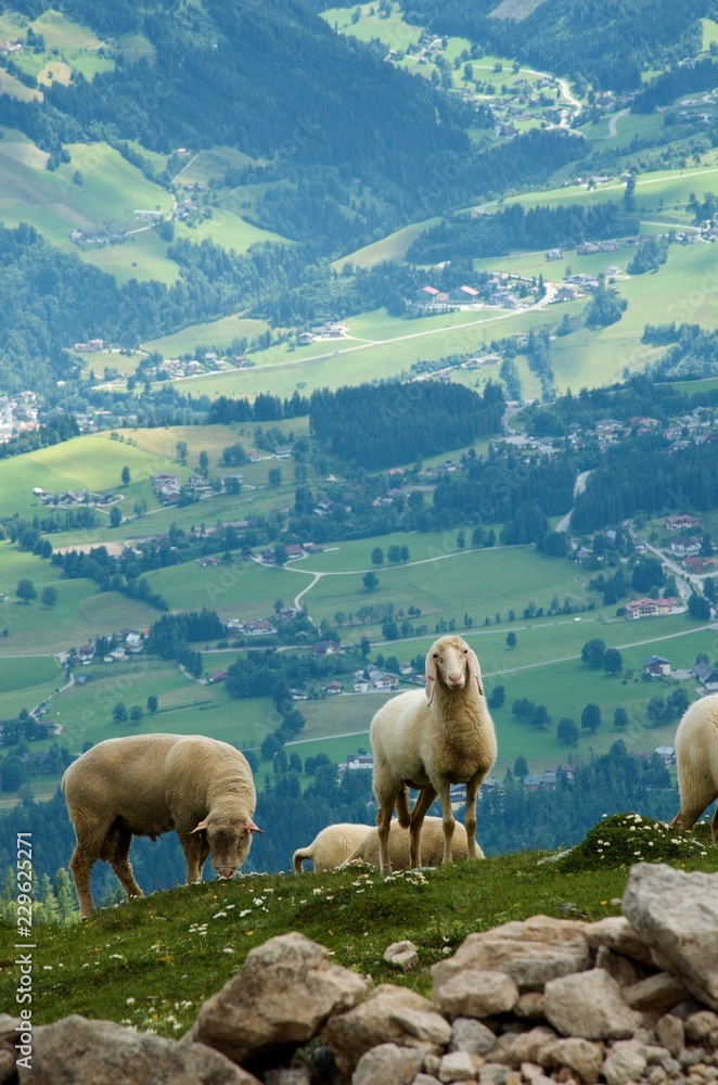 Fototapeta premium Feeding sheeps near the Dachstein massive in Austria. Ramsau am Dachstein village in background.
