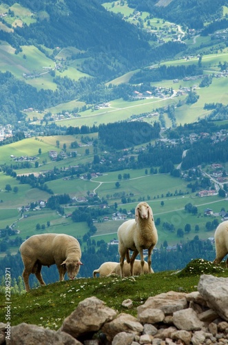 Feeding sheeps near the Dachstein massive in Austria. Ramsau am Dachstein village in background.