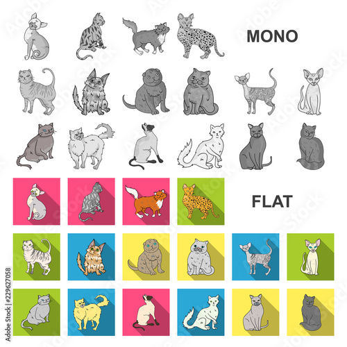 Breeds of cats flat icons in set collection for design. Pet cat vector symbol stock web illustration.