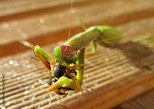 macro de mante religieuse dévorant une guêpe sur un caillebotis en bois au soleil photo