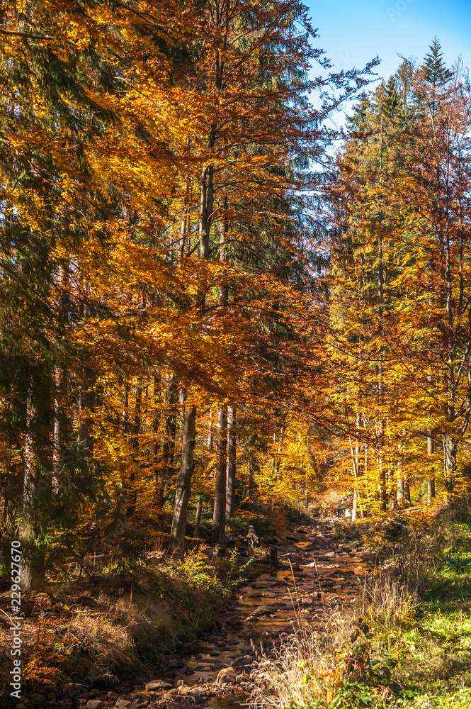 Obraz premium autumn colors / a park full of autumn colors, a mountain trip between beautiful colorful trees in the autumn sun 