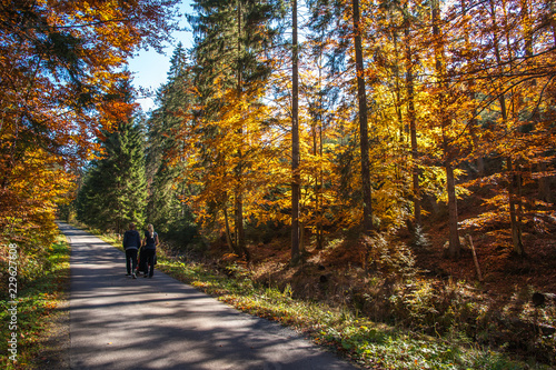 Fototapeta Naklejka Na Ścianę i Meble -  autumn colors / a park full of autumn colors, a mountain trip between beautiful colorful trees in the autumn sun
