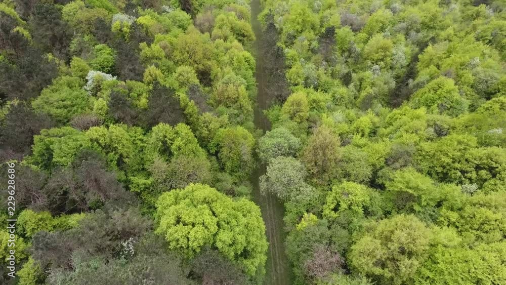 Forest path in Verdun lorraine France drone view Forest path in Verdun lorraine France drone view