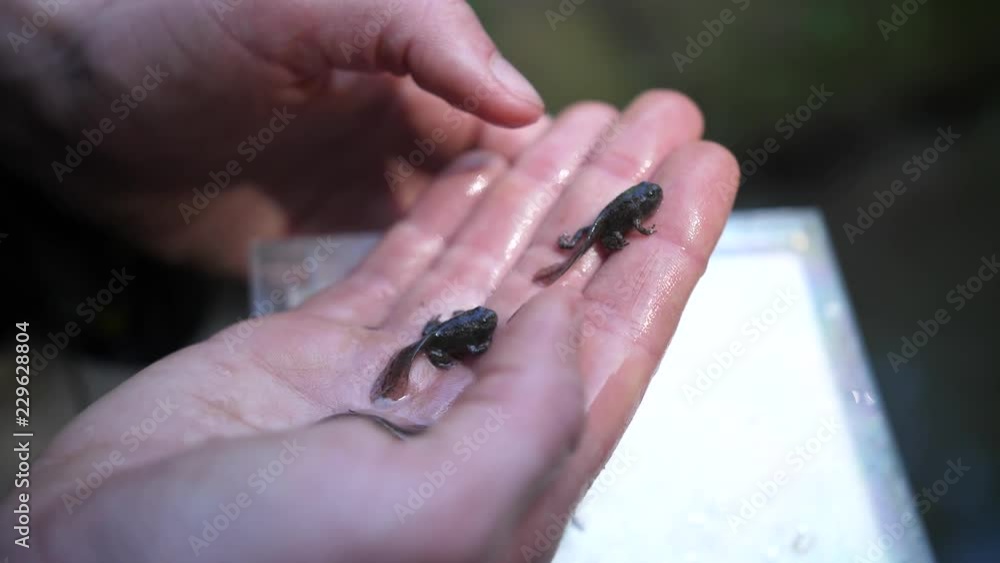 Two tadpoles (yellow-bellied toad) on a hand close up shot. Two tadpoles (yellow-bellied toad) on a hand close up shot.