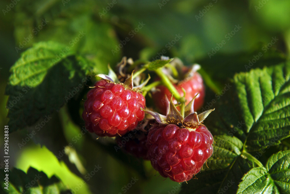 Raspberry berries on a branch. Raspberry berries on a branch.