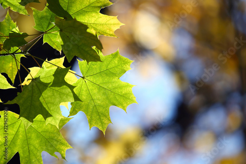 Maple tree leaves in the sun