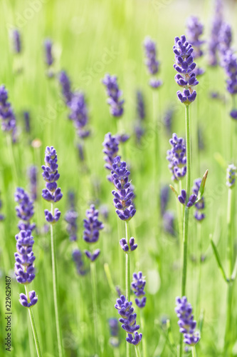 Lavender flower head close up. Bright green natural background. 