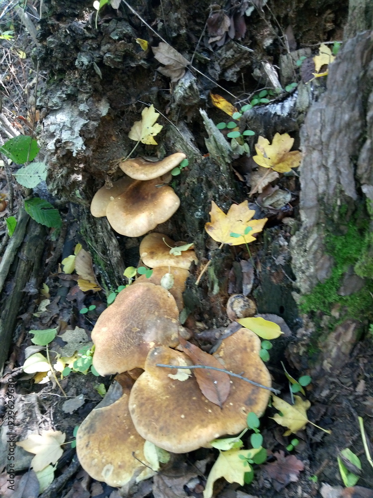 mushroom in forest mushroom in forest