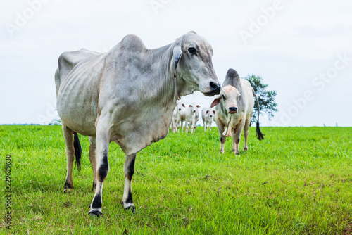 Fototapeta Naklejka Na Ścianę i Meble -  Cattle herd eating green grass with a closeup on the first of them