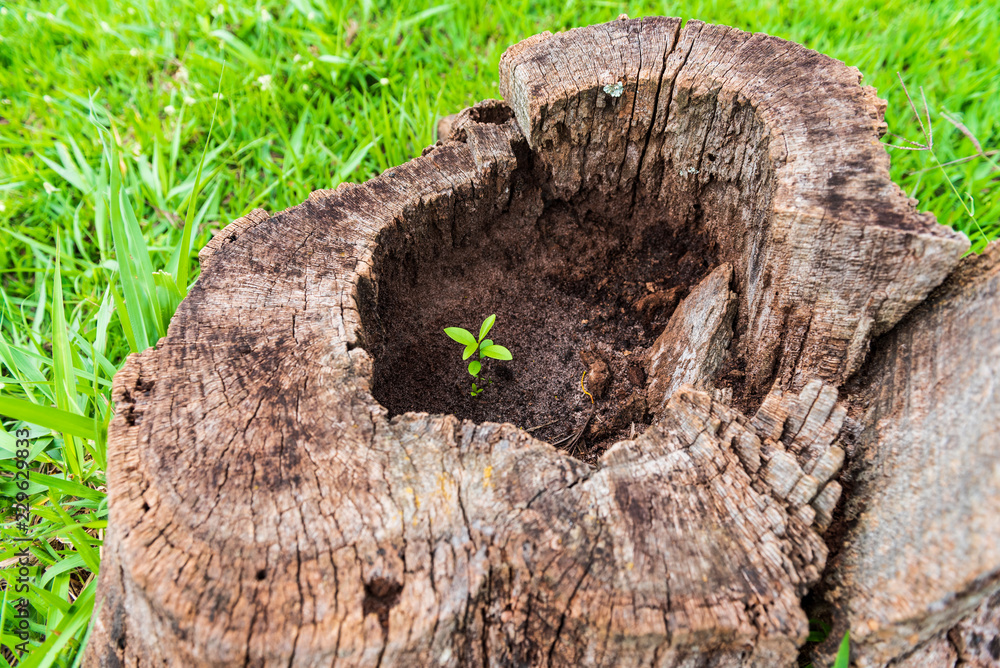 Fototapeta premium Small tree sproud growing in the middle of an old trunk. Life beggining again