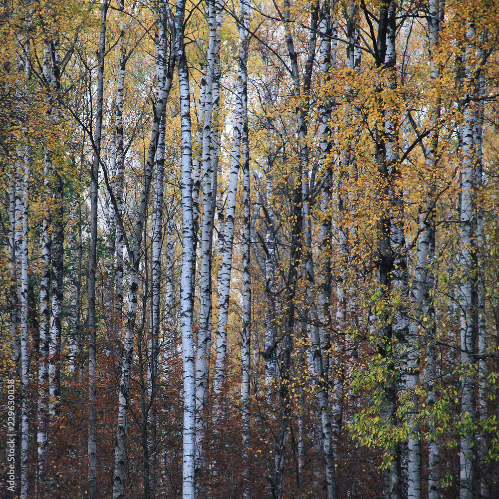 Fototapeta premium Rosyjski las jesienią