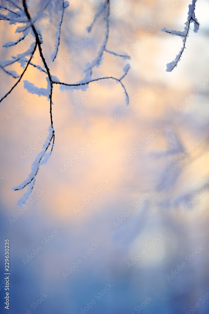 Snow covered tree branches in shadow. Background lit by the low angle winter sun. Selective focus and shallow depth of field. Snow covered tree branches in shadow. Background lit by the low angle winter sun. Selective focus and shallow depth of field.