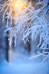 Snow and frost covered birch tree (Betula pendula) branches against winter forest backlight by the low angle sun.
