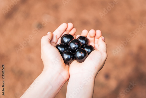 Hands holding some "jaboticabas" (brazilian) fruit