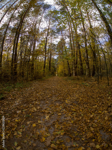 road in woods while spring to autumn transition with beautiful orange and red tones