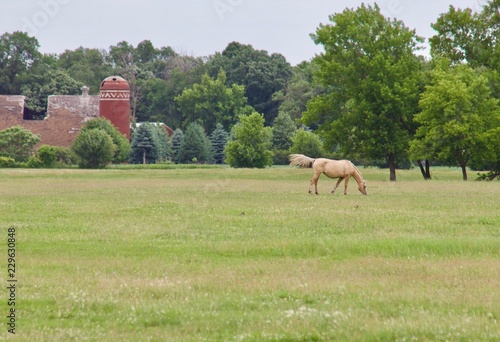 Palomino in the pasture