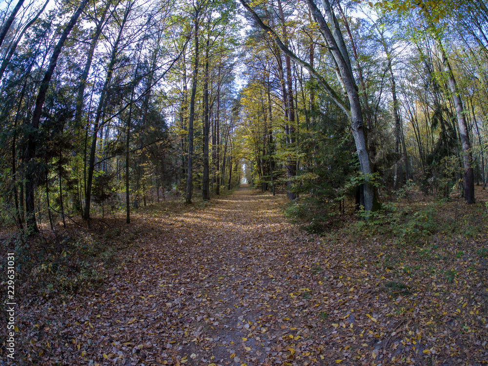 road in woods while spring to autumn transition with beautiful orange and red tones road in woods while spring to autumn transition with beautiful orange and red tones