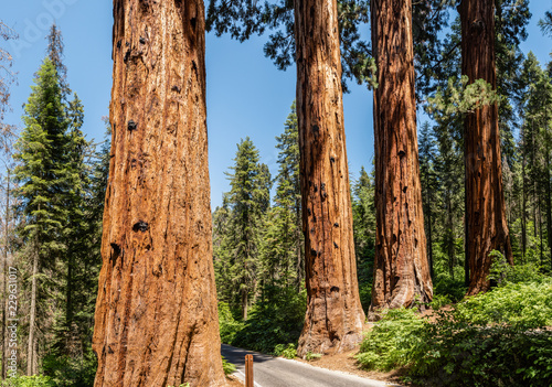 Dekoracja na wymiar  the-four-guardsmen-in-sequoia-national-park-california