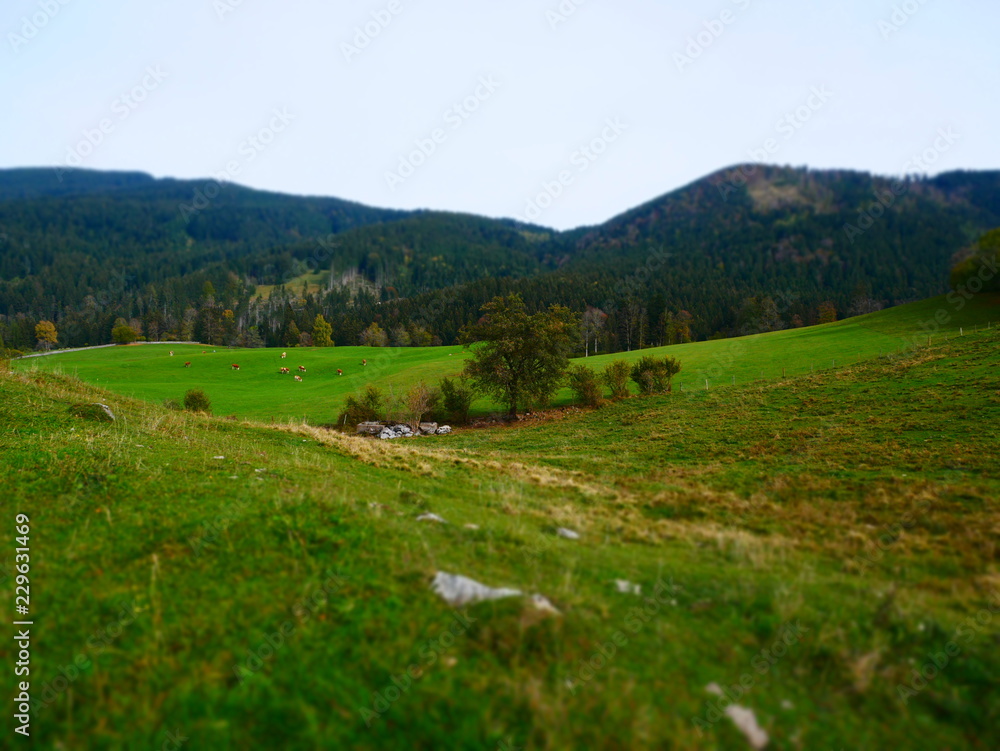 Tilt shift image of autumn landscape with meadow and cows