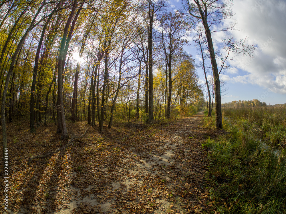 Fototapeta premium road in woods while spring to autumn transition with beautiful orange and red tones