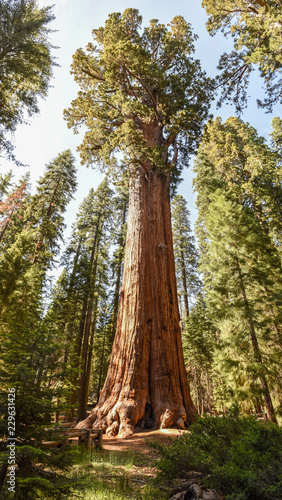 General Sherman Tree in Sequoia National Park, California photo