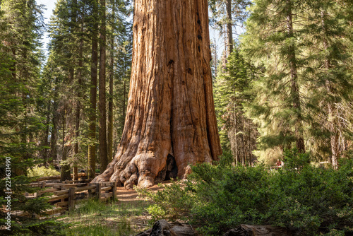 General Sherman Tree in Sequoia National Park, California photo