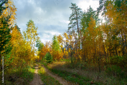 Golden autumn forest