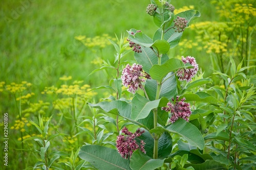 Milkweed blossoms with yellow background photo