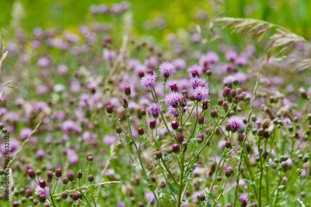 Roadside spring thistle blossoms Roadside spring thistle blossoms