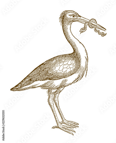 White stork, ciconia holding a snake in its beak. Illustration after a historical woodcut from the 16th century