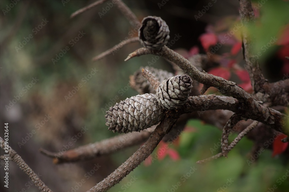 Pine cones with colorful background Pine cones with colorful background