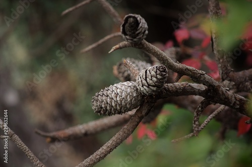 Pine cones with colorful background 
