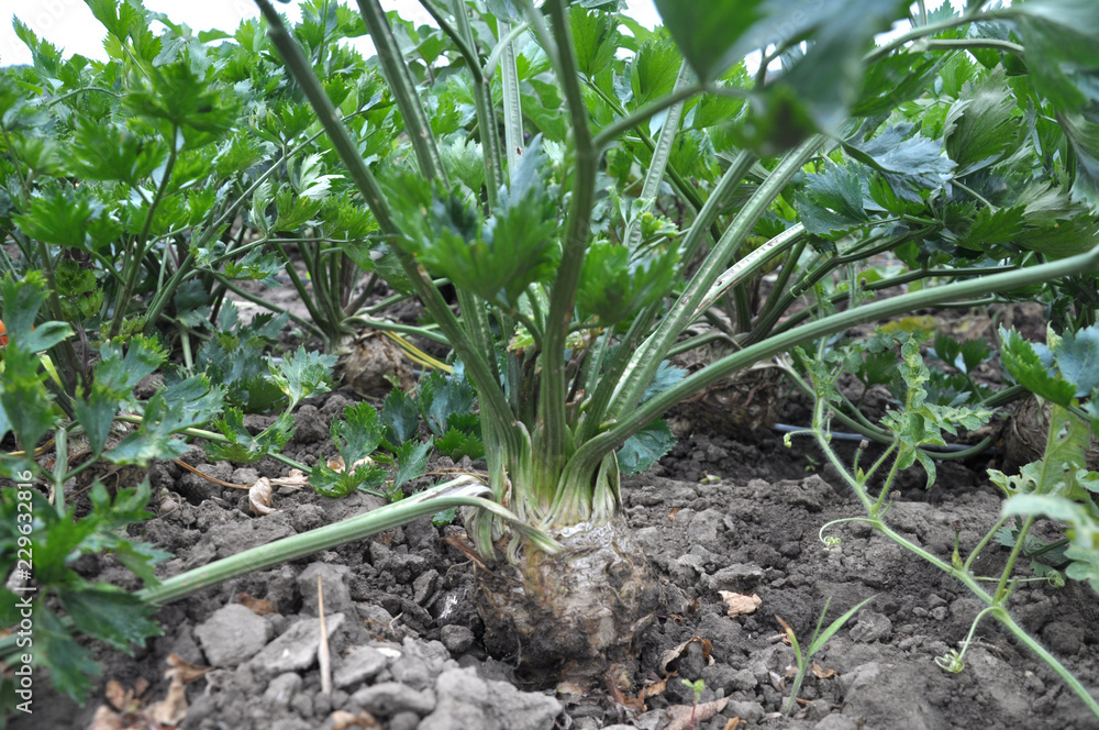 Fototapeta premium Organic soil grows celery