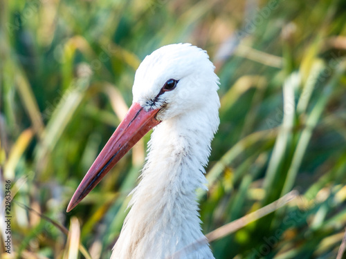 storchen portrait Weissstroch photo