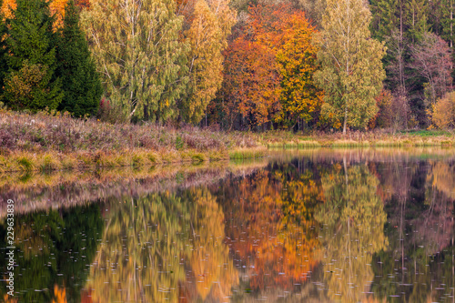 Autumnal forest at a lake. Reflection in the water. Mirror image of a forest.