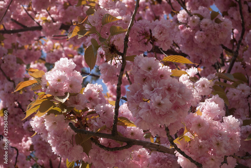 Sakura tree, branches wiyh cherry blossom