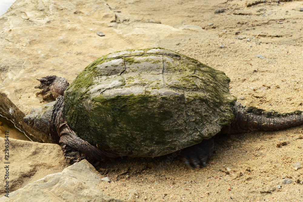 Obraz premium Greenback Snapping Turtle Set