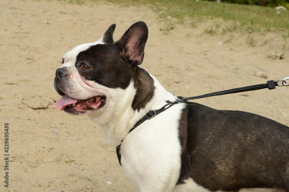 French Bulldog at the Beach