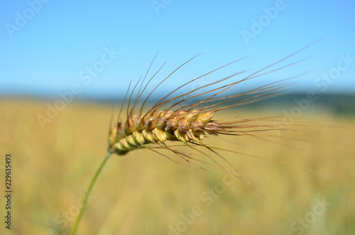 Single wheat ear in a golden wheat field in summer