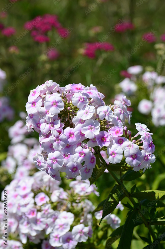Pink Phlox Paniculata Garden Phlox Pink Phlox Paniculata Garden Phlox