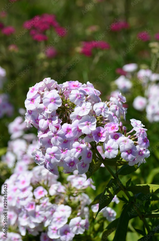 Pink Phlox Paniculata Garden Phlox