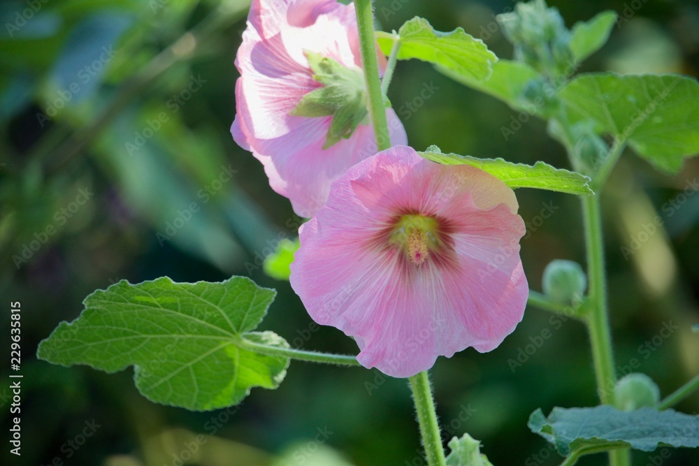 Pink Hollyhocks