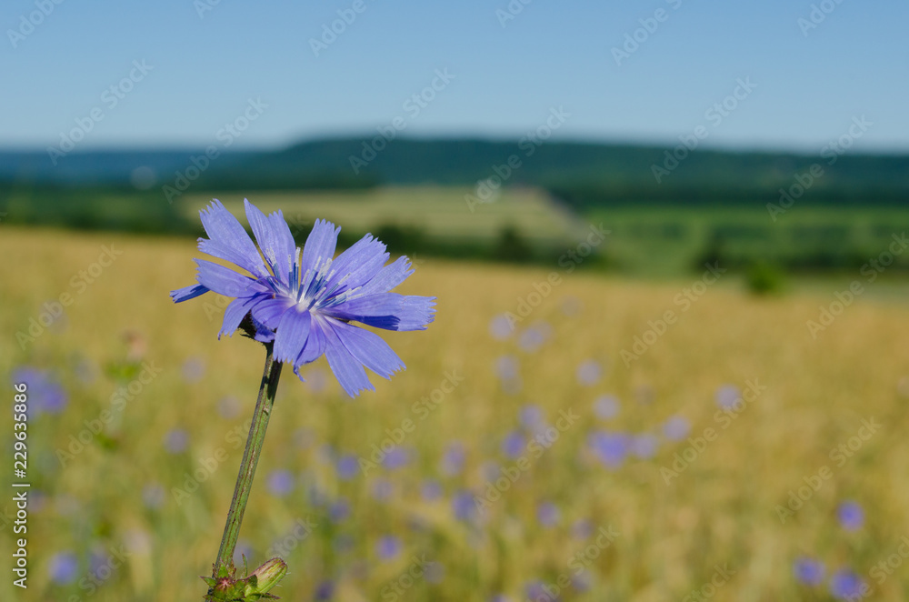 Blue Chicory wildflower in a golden wheat field Blue Chicory wildflower in a golden wheat field