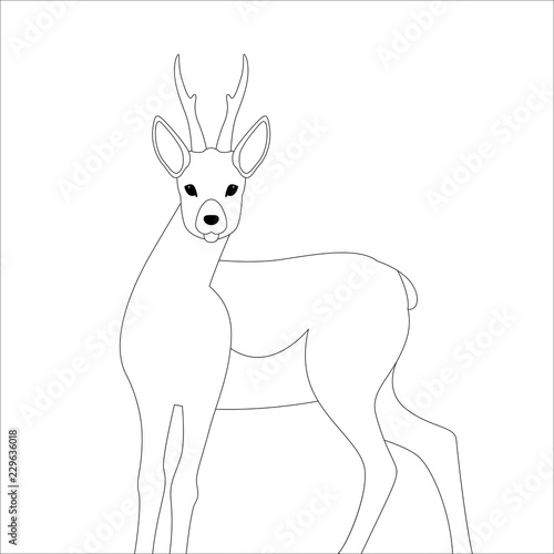 deer  vector illustration  lining draw  front