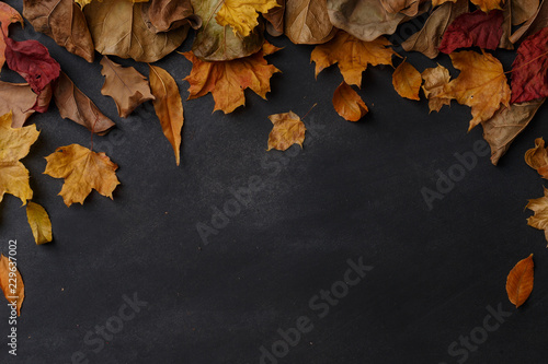 dry leaves on dark background